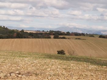 Trail Walking Valensole - valensole. la savoye - Photo