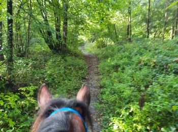 Trail Horseback riding Sivry-Rance - promenade de la verrerie  - Photo