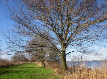 Trail On foot Wijdemeren - Ankeveense Plassen - Photo