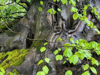 Trail Walking Overijse - #240503 - Tombeek, tour du Domaine de Beauséant - Photo