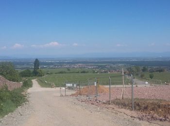 Excursión Senderismo Obermorschwihr - rdpr staufen 2020 - Photo