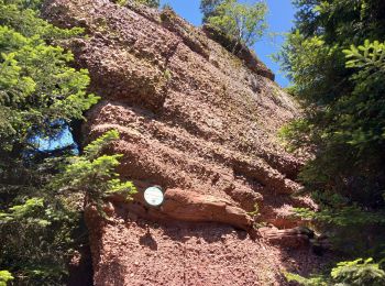 Trail Walking Taintrux - Rougilles circuit du rotary  - Photo