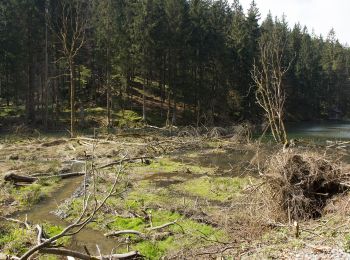 Tocht Te voet Wilhelmsthal - Grümpel-Floßteich-Weg KC 82 - Photo