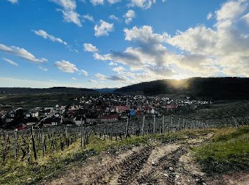 Tocht Stappen Riquewihr - Les vignes du village de Riquewihr en France (circuit Geovino) - Photo