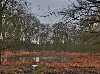 Trail On foot Wesel - Diersfordt Rundweg A6 - Photo