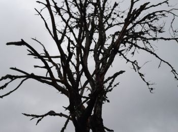 Tour Wandern Le Ménil - hors pistes  - Photo