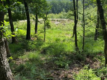 Percorso Equitazione Trois-Ponts - Boucle dans les bois d’Haute-Bodeux - Photo