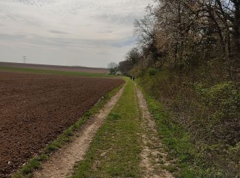 Tocht Stappen Boran-sur-Oise - randonnée des 3comunnes boran  morangle crouy en thelle - Photo