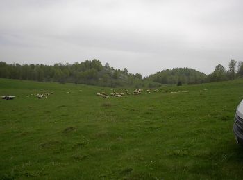 Tour Zu Fuß  - Moneasa – cabana „Gaudeamus” – platoul Tinoasa – valea Meghieșului – Moneasa - Photo