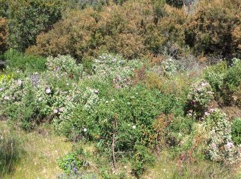 Trail Walking La Londe-les-Maures - valcros babaou - Photo