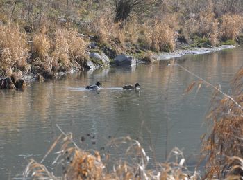 Percorso A piedi Zell an der Pram - Marterlweg 3 Blümling - Photo