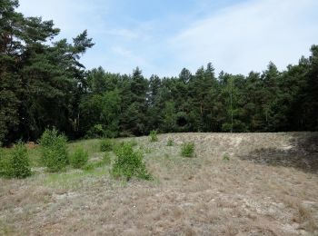 Tocht Te voet Beelitz - Rundwanderweg Riebener See - Photo