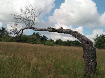 Tour Wandern Banon - la rochegiron. la chapelle  St Michel  - Photo