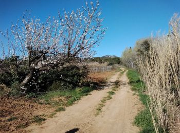 Tour Wandern Aubignan - les côtes de st Hippolyte 84 - Photo