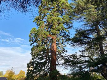 Randonnée Marche Saint-Fargeau-Ponthierry - Ponthierry Pringy 12-11-2019 - Photo