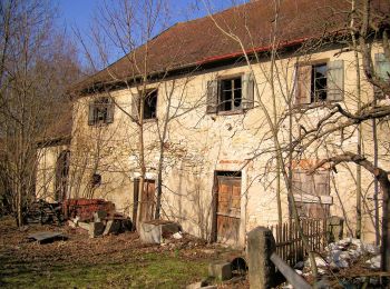 Percorso A piedi Maxhütte-Haidhof - Sauforstrunde (Lila 9) - Photo