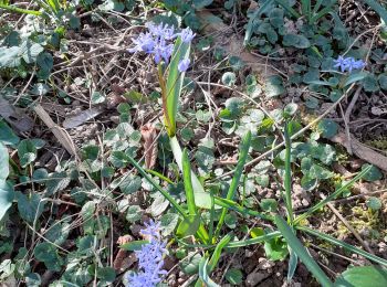 Tour Wandern Saint-Denis-en-Bugey - Tour de St Denis  - Photo