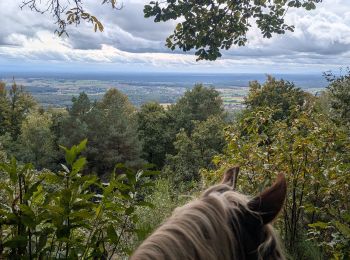 Tour Reiten Obersteinbach - suuntoapp-HorsebackRiding-2024-10-01T07-38-54Z - Photo