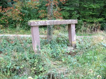 Trail On foot Lembach - Anneau bleu - Photo