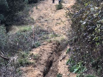 Tocht Stappen Tanneron - Massif du Tanneron - Bois de Callian - Photo