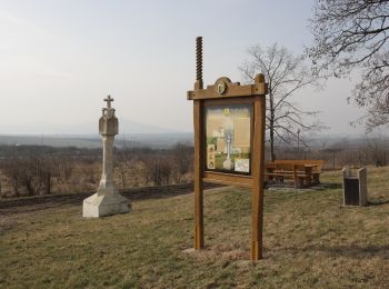 Excursión A pie Velké Pavlovice - NS Zastavení v kraji vína a meruněk - Photo