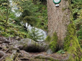 Trail Walking Gérardmer - Gérardmer cascade saut bourrique tour merrelle 15kms 488m  - Photo