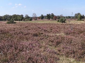 Randonnée A pied Bispingen - Rundwanderweg Oberhaverbeck O3 - Photo