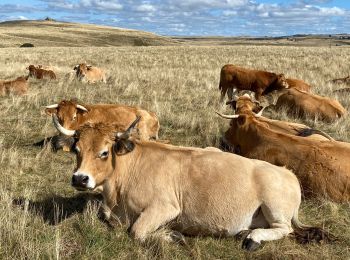 Tocht Stappen Nasbinals - Nasbinals col d’Aubrac Montorzier - Photo