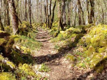 Excursión Senderismo Mauzac-et-Grand-Castang - Mauzac 13,4km - Photo