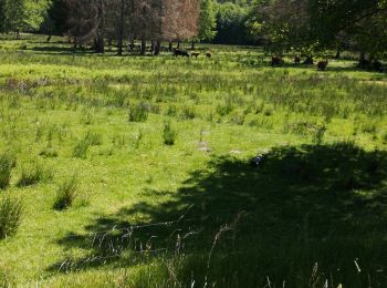 Randonnée Randonnée équestre Métairies-Saint-Quirin - rond pré baronnie château Turquestein la forêt  - Photo