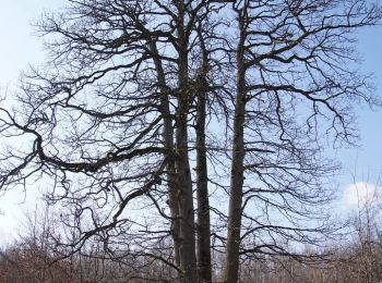 Randonnée Marche Sionviller - Bois de Bonviller - Photo