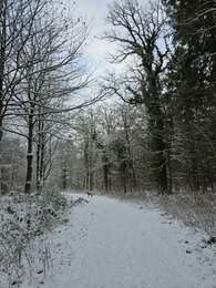 Tour Wandern Seraing - A la découverte des bois de Seraing en hiver avec Koda ❄️🥾🐕 - Photo