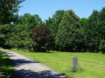 Tocht Te voet Wald - Route 154: Fürster Rundweg - Photo