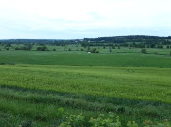 Excursión Senderismo Coulanges-lès-Nevers - boucle leclerc feuille  - Photo