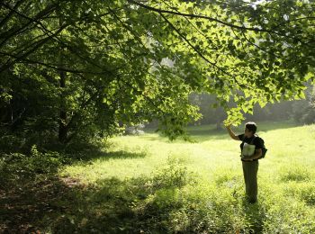 Percorso A piedi Tervuren - Kap(ucijnen)bos van Duisburgwandeling - Photo