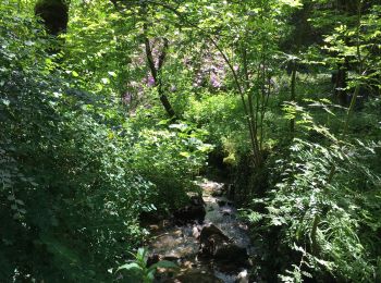 Randonnée Marche Havelange - Bois, Rivière et champs - Photo