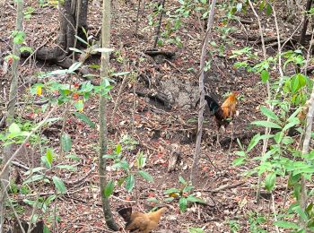 Randonnée Marche Bouillante - 🦎 Guadeloupe - Morne Lézard 🦎 - Photo