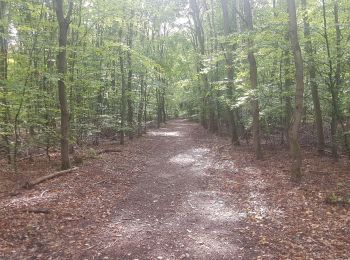 Randonnée Marche nordique Petit-Couronne - course en forêt du rouvray - Photo