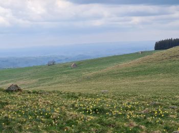 Excursión Senderismo Saint-Sauves-d'Auvergne - Chalannes-stéle-charbonniere - Photo