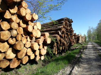 Excursión Senderismo Laneuville-sur-Meuse - 55-Laneuville-Bois-Dieulet-9km-130m - Photo