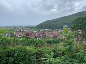 Tour Wandern Kaysersberg-Vignoble - Kaysersberg randonnée  - Photo