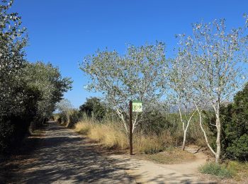 Tocht Te voet sa Pobla - Cami d'Enmig-ses Puntes - Photo