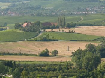 Tour Zu Fuß Löwenstein - Löwensteiner Rundwanderweg F - Photo