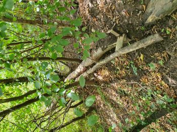 Trail Walking Marchin - boucle le long du Hoyoux (Grand Marchin) - Photo