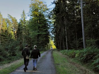 Tocht Te voet Michelstadt - Rundwanderweg Römerbad 6 - Photo