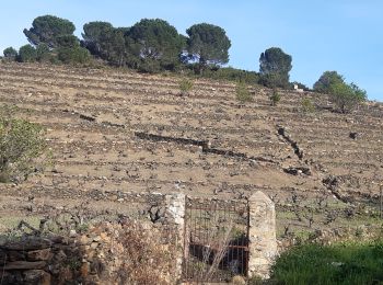 Trail Walking Collioure - autour de Collioure a travers les vignes - Photo