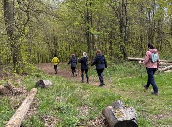 Trail Nordic walking Habscht - Grillplaz - Photo