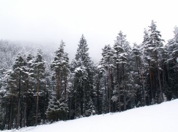 Tour Zu Fuß Teser - Troso de Slavin - Photo