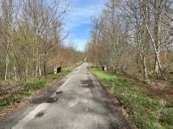 Trail Walking Compiègne - en forêt de Compiègne_48_sur les Routes de la Mariolle et du Grand Veneur - Photo