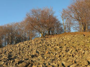 Percorso A piedi Hofbieber - Milseburg-Malerrundweg - Photo